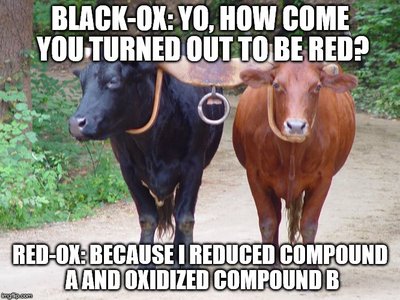 Red-Ox.jpg