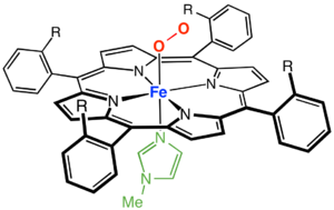 myoglobin lewis.png