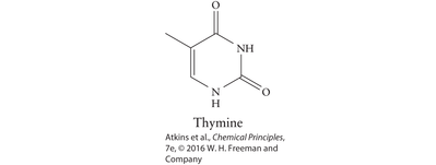 thymine.png